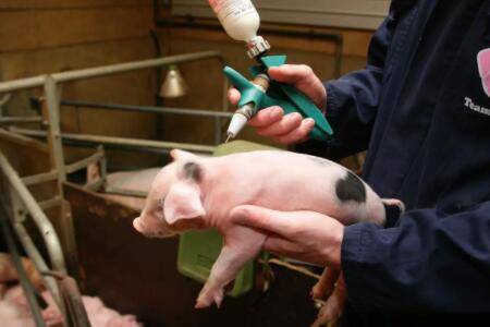 猪场正规免疫程序表(养猪必备)_养猪