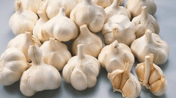 合圈时怎么防止猪打架_养猪