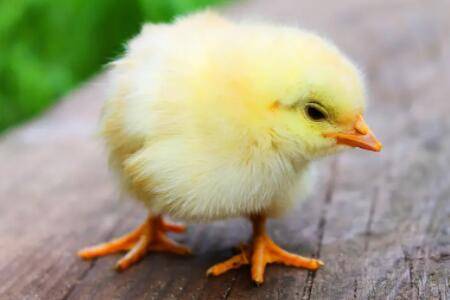 小鸡淋雨会生病吗?_养鸡