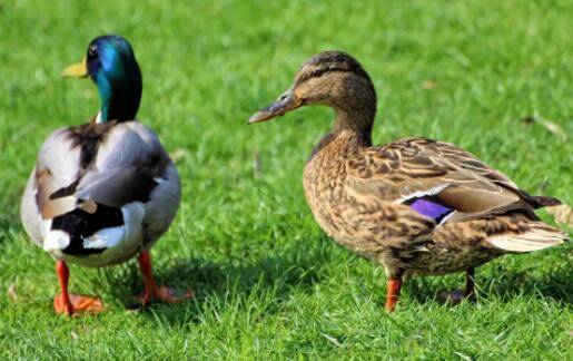 鸭子不吃食物只喝水怎么办?_养鸭