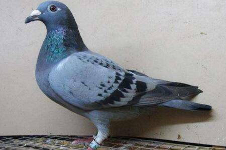 Ÿάb12ôãŸ뻻ܲιάb12_