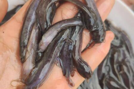 塘角鱼怎么养,塘角鱼的人工养殖方法_养鱼