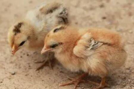 刚孵化出的小鸡怎么喂_养鸡