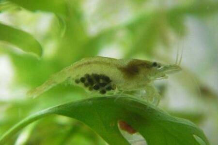 黑壳虾卵什么时候出小虾_养虾