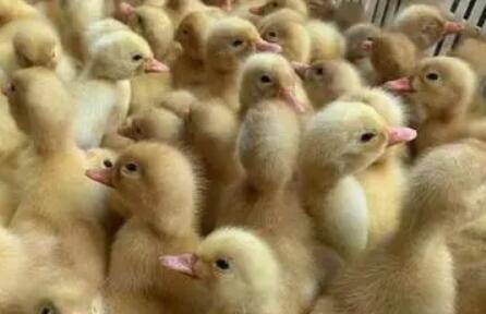 小鸭子饲料喂养要求_养鸭