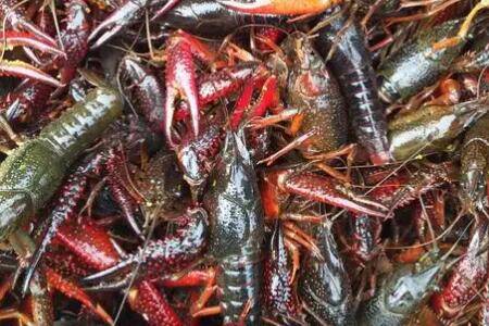 345钱小龙虾能有多大_养虾