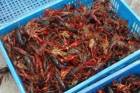 小龙虾养多久能长大_养虾