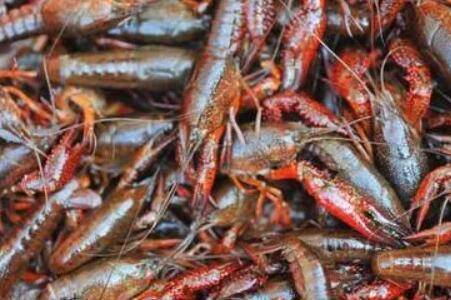 小龙虾身体发黑什么原因_养虾