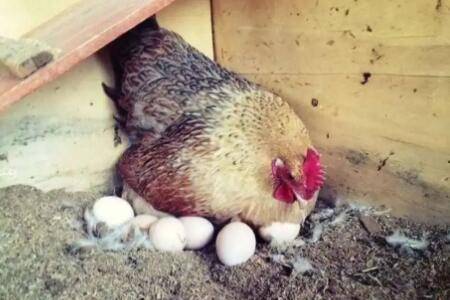 鸡吃蛋壳什么原因_养鸡