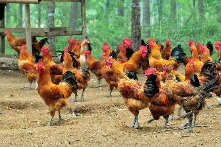 养鸡四大要素_养鸡