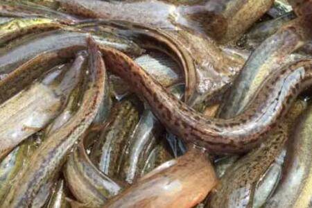 泥鳅成鳅的饲养管理要点_养殖问答