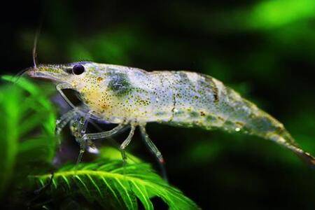 养黑壳虾水温多少度合适_养虾