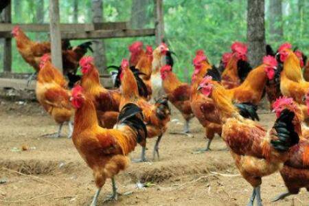 鸡脱肛怎么治效果好_养鸡