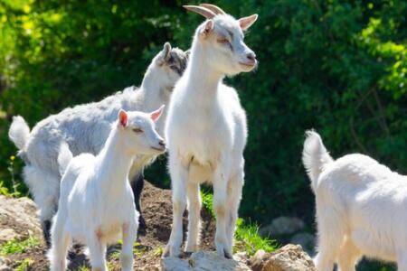 山羊一年可以下几窝_养羊