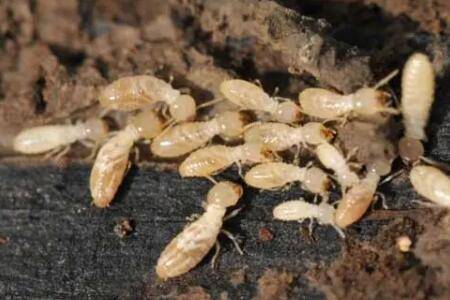 鸡能不能吃白蚁_养鸡