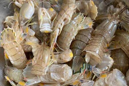 皮皮虾养殖温度和盐度是多少_养虾