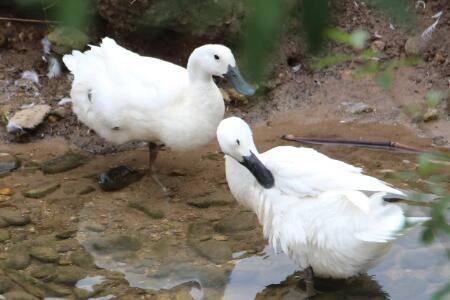 白鸭生病有什么征兆_养鸭