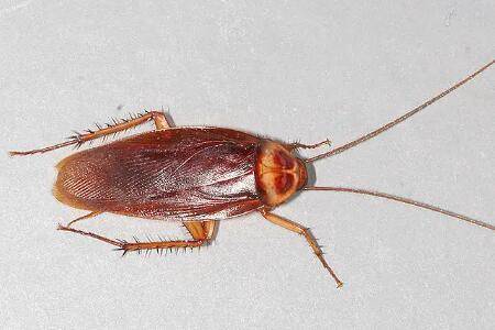 蟑螂的寿命多长,最长寿命200天左右_养殖问答