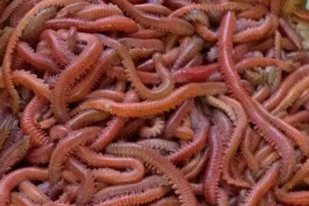 沙蚕怎么养殖,掌握好放苗与饲喂方法_养殖问答