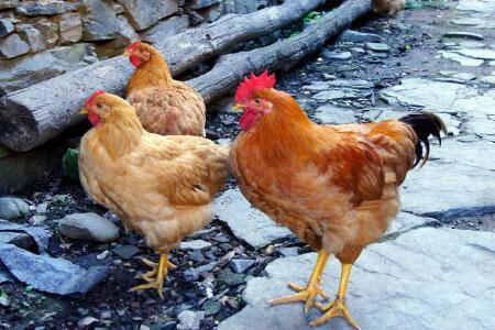 怎么判断土鸡的年龄_养鸡