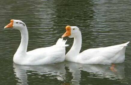 白鹅的习性有哪些_养鹅