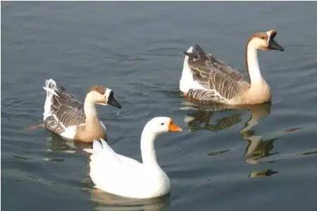 鹅怎么看公母,先看体型后看肛门_养鹅