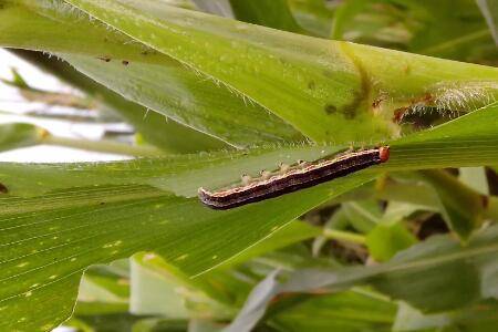 玉米粘虫有什么危害,吃光叶片造成玉米地绝产_种植问答