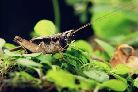 怎么快速引蛐蛐出来,播放蛐蛐叫声很管用_养殖问答