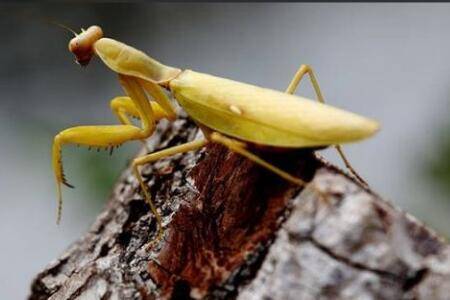 中国五大螳螂品种,勇斧螳螂与狭翅大刀螳谁更强_养殖问答