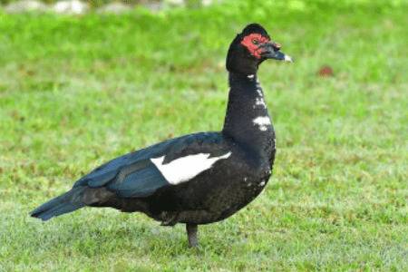 番鸭外形特征与体重大小_养鸭