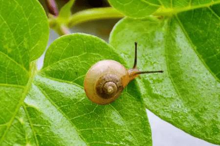 蜗牛最怕哪几种农药_养殖问答
