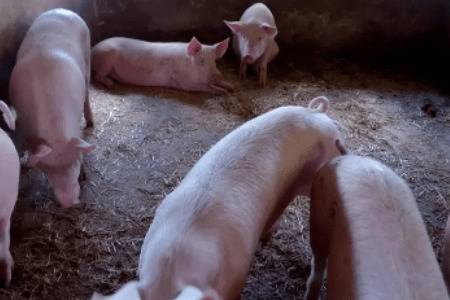 猪圈里苍蝇太多怎么办_养猪