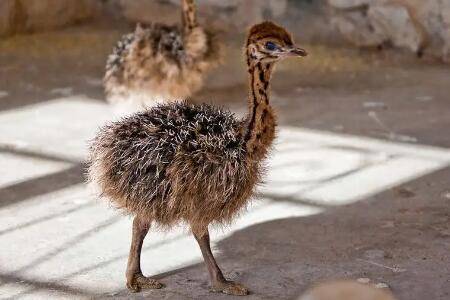 一个月的鸵鸟怎么喂_养殖问答