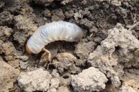 土蚕怎么杀,除草灭虫与化学防治双管齐下_农药肥料