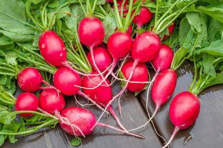 萝卜种类有哪些,最全萝卜品种简介_蔬菜种植