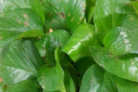 绿萝土生虫子怎么办_花草种植