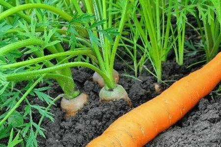 红萝卜能不能10月份种_蔬菜种植