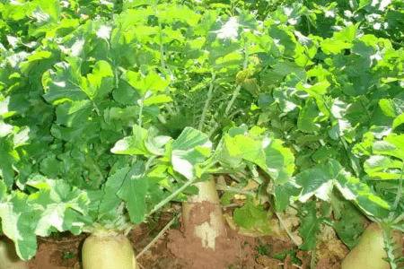 萝卜什么时间种植好,萝卜四季皆可种植_蔬菜种植