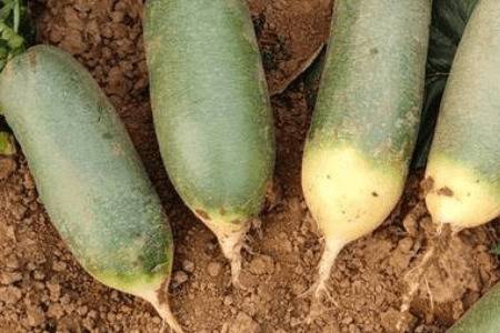 山东萝卜什么时间种植_蔬菜种植