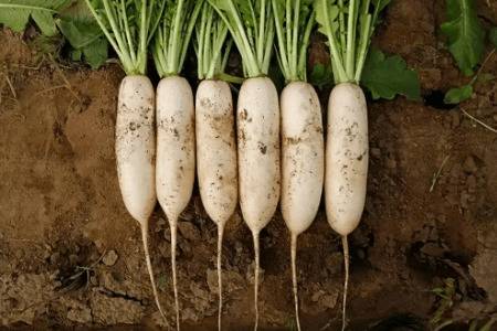 白萝卜亩产量为多少_蔬菜种植