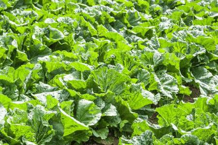 处暑种白菜晚不晚,白菜的种植方法有哪些_蔬菜种植