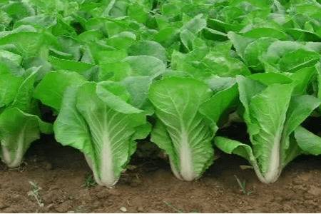 小白菜多大开始间苗_蔬菜种植