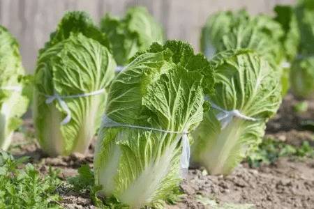 八月份怎么栽种大白菜_蔬菜种植