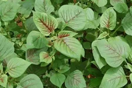 夏天怎么种苋菜,夏天苋菜种植要求有哪些_蔬菜种植