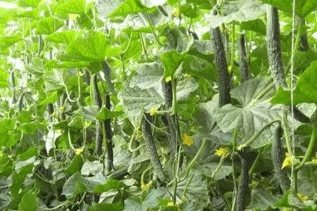 八月份怎么种秋黄瓜_蔬菜种植