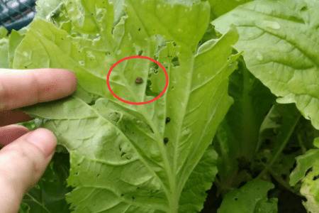 白菜上有蜗牛打什么药_蔬菜种植