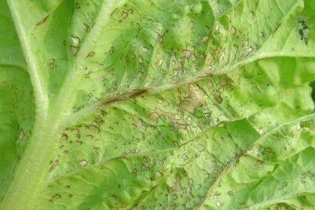 白菜炭疽病症状及防治方法_蔬菜种植