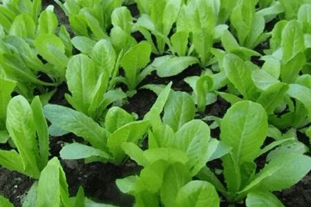 秋白菜刚出苗喷什么药,秋白菜什么时候追肥_蔬菜种植