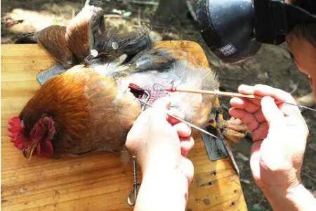 阉鸡时割掉什么,阉鸡是割掉睾丸的公鸡_养鸡