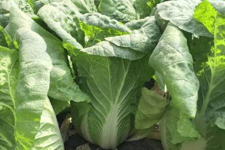 秋季大白菜什么时间浇水_蔬菜种植